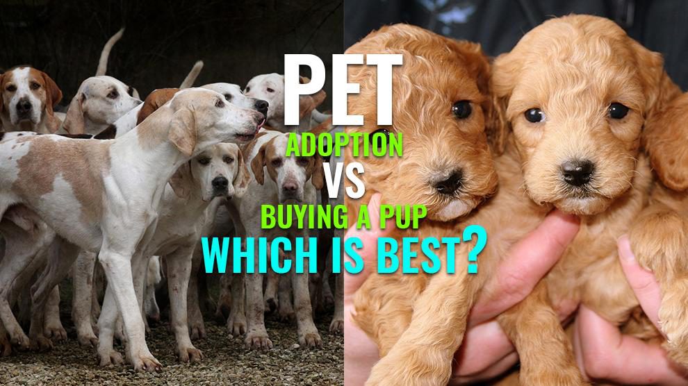 Pet Adoption Vs Buying A Pup