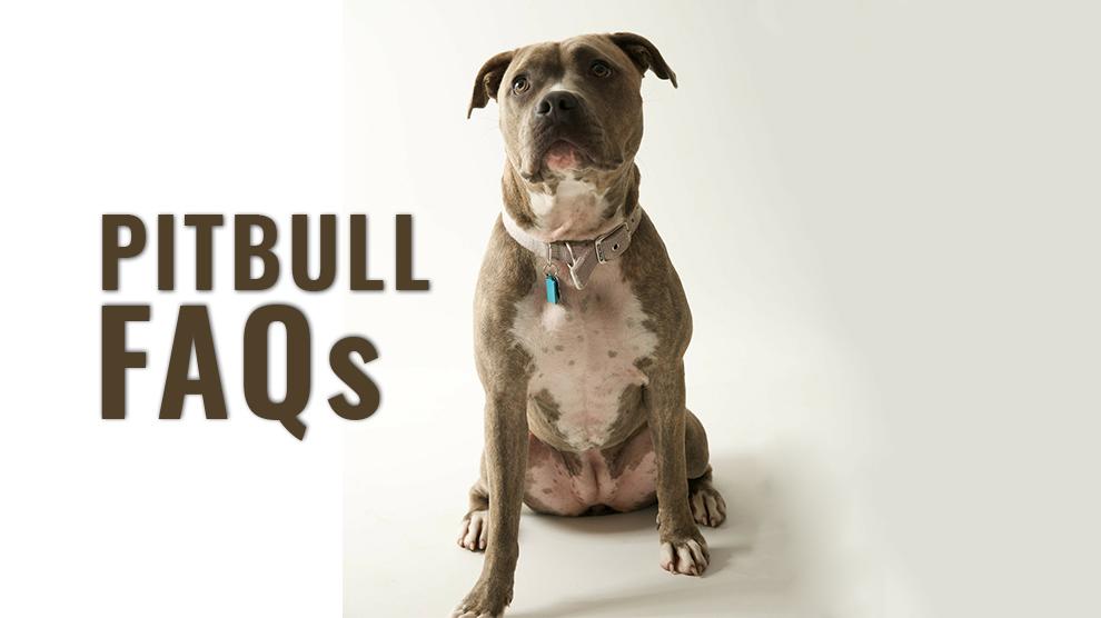 Pitbull FAQs