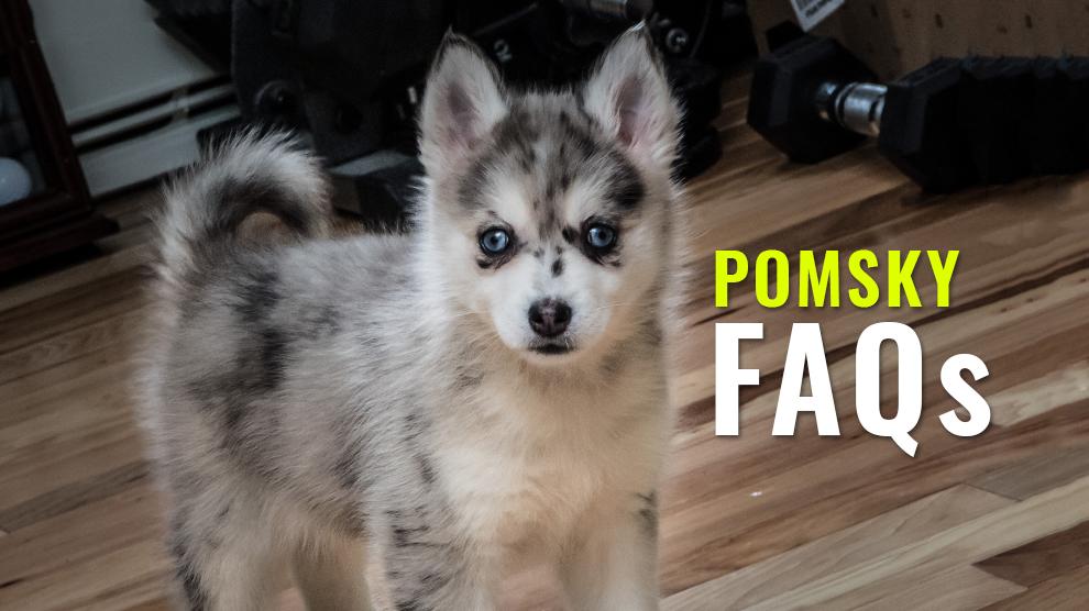 how much to buy a pomeranian husky
