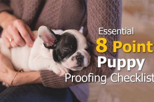 Puppy Proofing Essentials