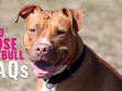 Red Nose Pitbull FAQs