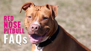 Red Nose Pitbull FAQs