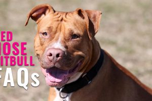 Red Nose Pitbull FAQs