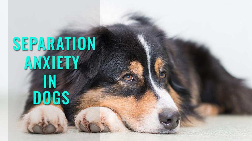 Separation Anxiety In Dogs