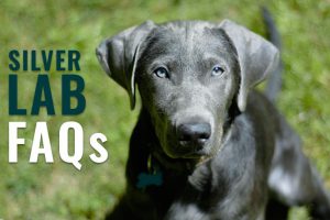Silver Lab FAQs