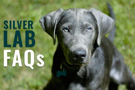 Silver Lab FAQs