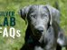 Silver Lab FAQs