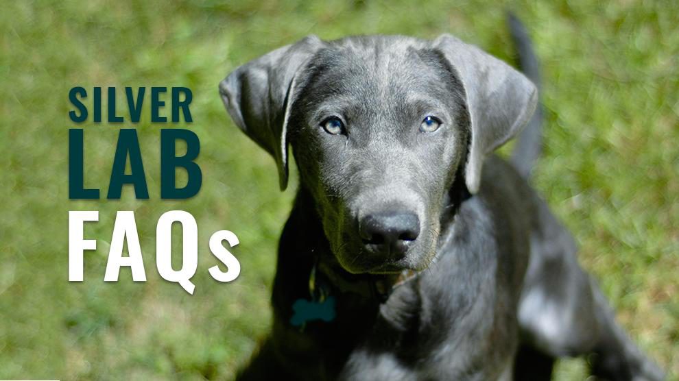 Silver Lab FAQs