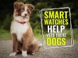 Smart Watches Help Vets Treat Dogs