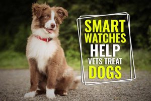 Smart Watches Help Vets Treat Dogs