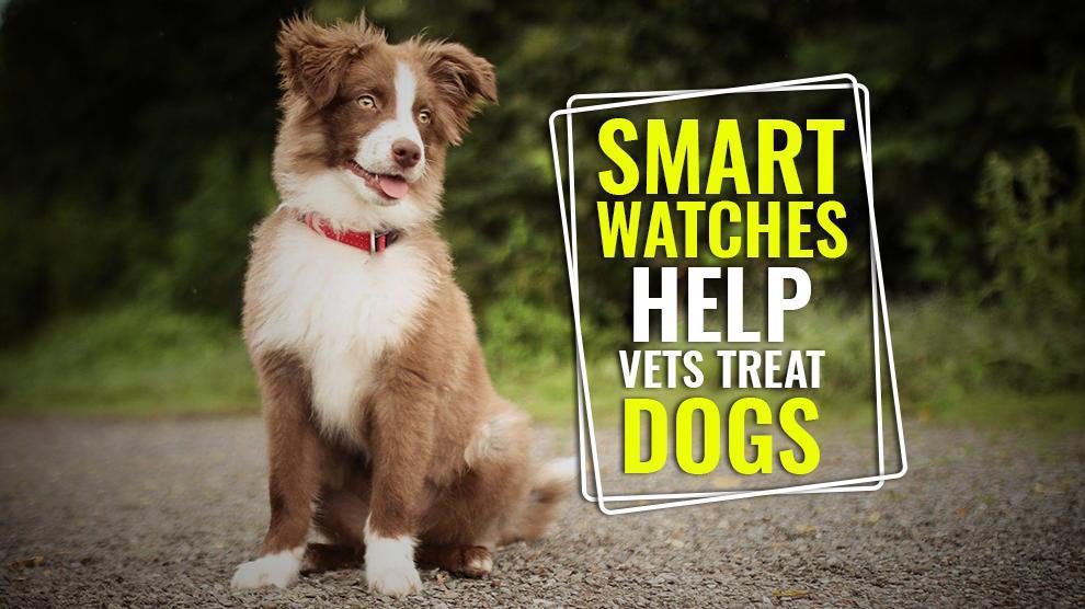 Smart Watches Help Vets Treat Dogs