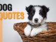 Dog Quotes