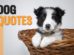 Dog Quotes