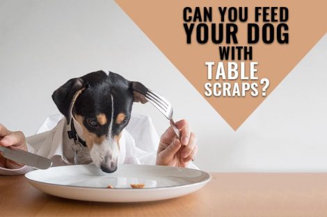 Table Scraps For Dogs