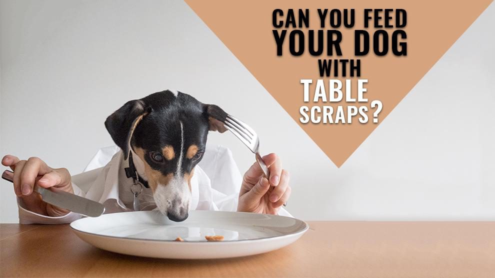 how can i get my dog to eat dog food instead of table food