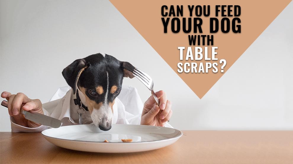 Can You Feed Your Dog With Table Scraps? Petmoo