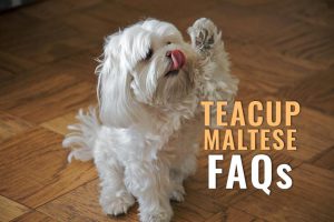 Teacup Maltese FAQs