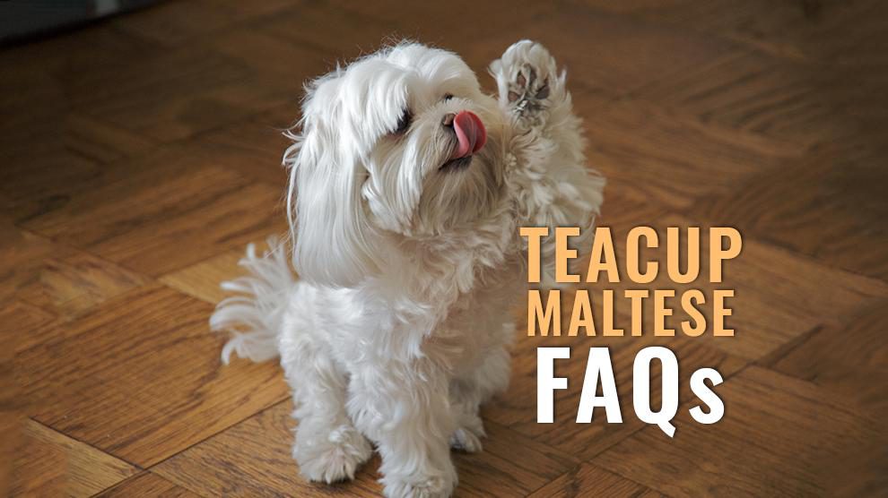 Teacup Maltese FAQs