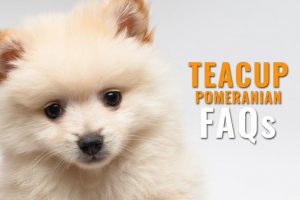 Teacup pomeranian FAQs