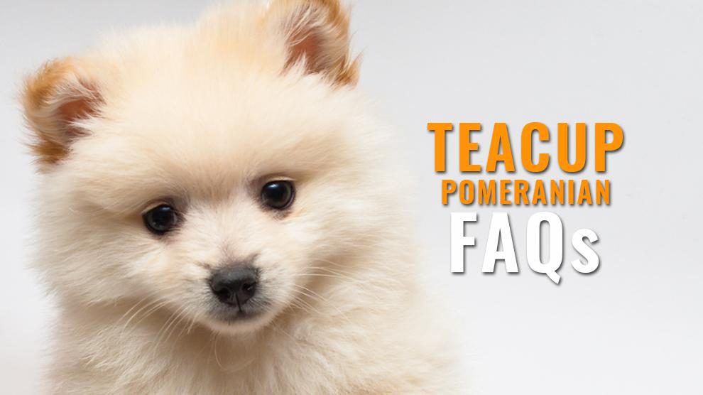 Teacup pomeranian FAQs