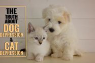 The Truth About Dog Depression And Cat Depression