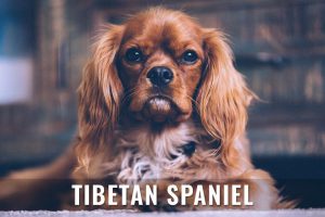 Tibetan Spaniel