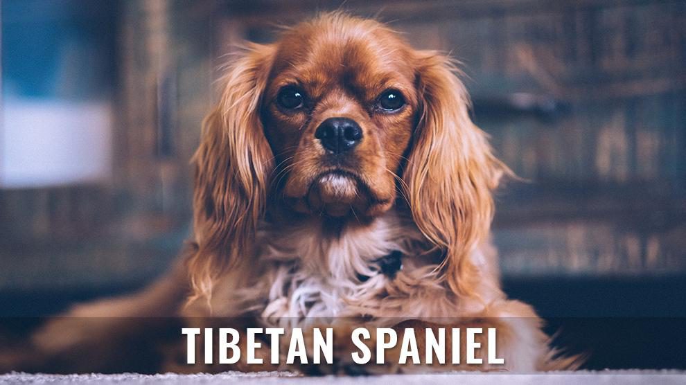 Tibetan Spaniel