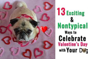 Valentines Day With Your Dog