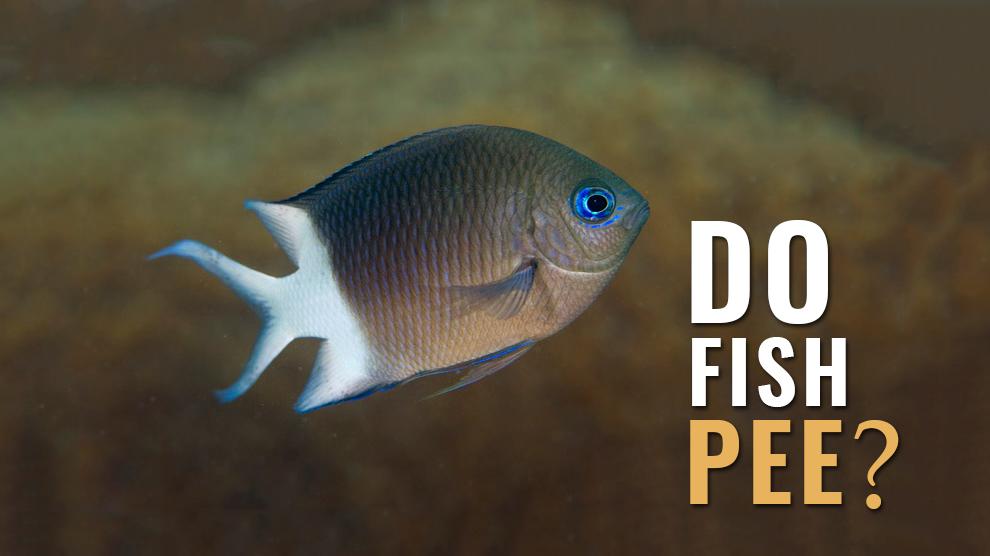 Do Fish Pee And Poop? What Do You Think? Petmoo