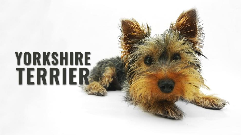 Yorkshire Terrier