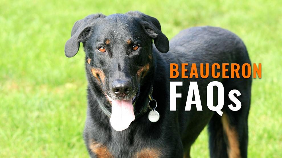 beauceron FAQs