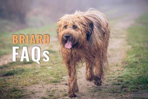briard FAQs