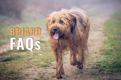 briard FAQs