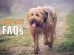 briard FAQs