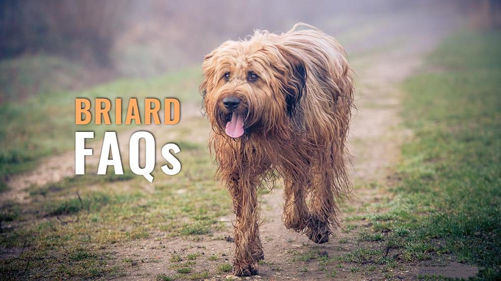 Briard hypoallergenic 2025