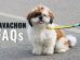 cavachon FAQs