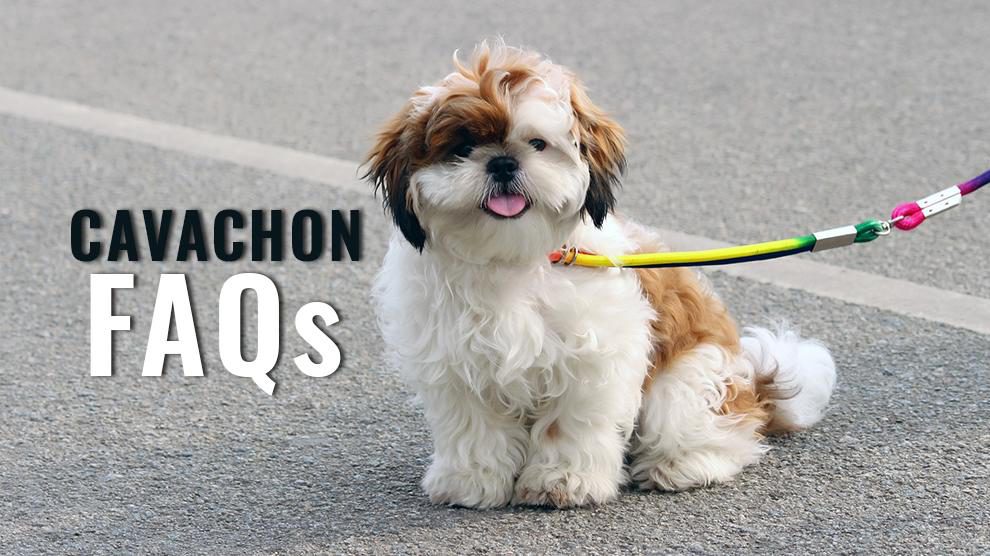 cavachon FAQs