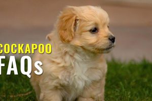 cockapoo FAQs