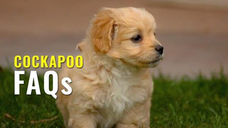 cockapoo FAQs