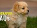 cockapoo FAQs