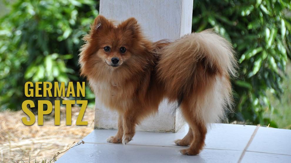 german spitz price