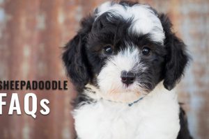 sheepadoodle FAQs