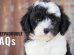 sheepadoodle FAQs