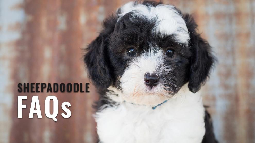 sheepadoodle FAQs