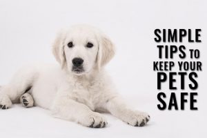 Tips To Keep Your Dogs Safely