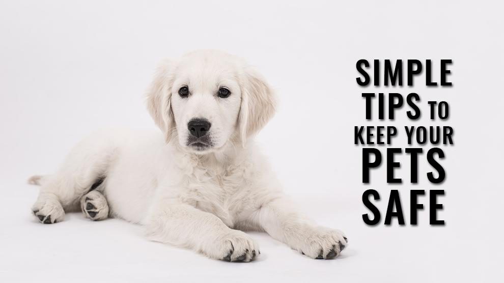 Tips To Keep Your Dogs Safely