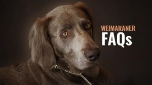 Weimaraner FAQs