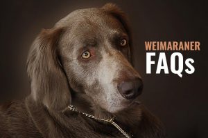 Weimaraner FAQs