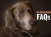 Weimaraner FAQs