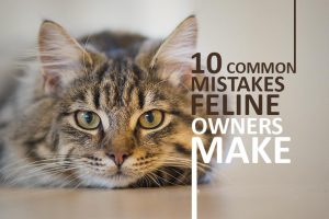 10 Common Mistakes Cat Owners Make